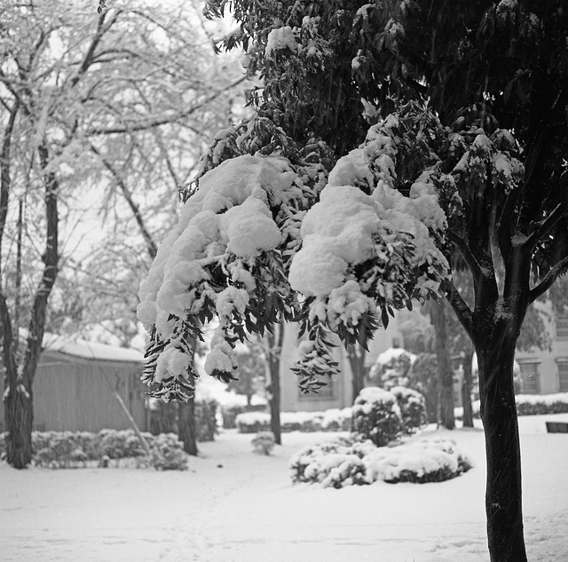 Overnight snowfall