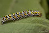 The Mullein caterpillar