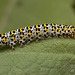 The Mullein caterpillar