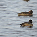 Lesser Scaups