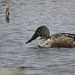 Northern Shoveler