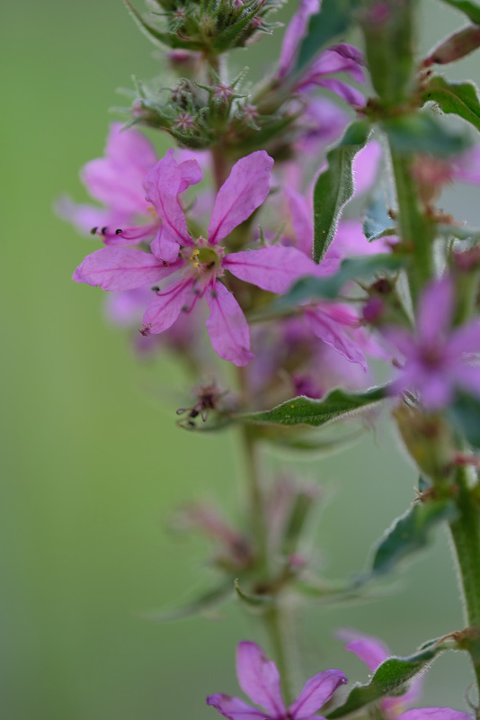 DSCF7532