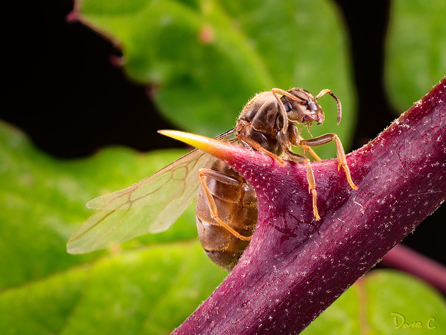 Flying Ant