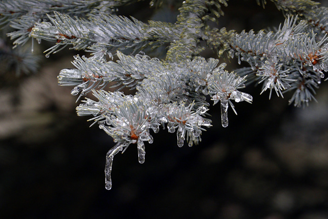 Iced Spruce