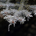 Iced Spruce