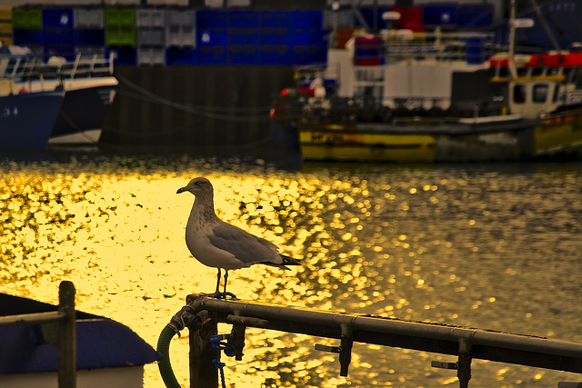 Liquid gold - Scarborough Harbour