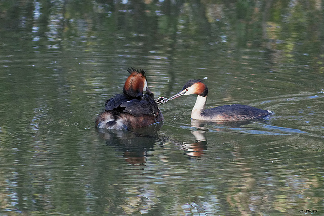 Famille Grèbe