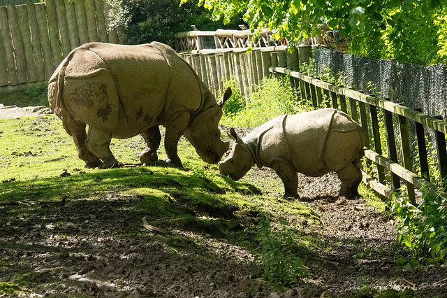 Rhino pair