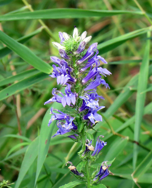 Lobelia siphilitica