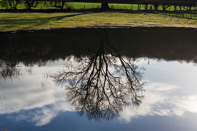 Oak tree reflection at Lymefield Garden Centre