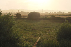 Powderham Marshes