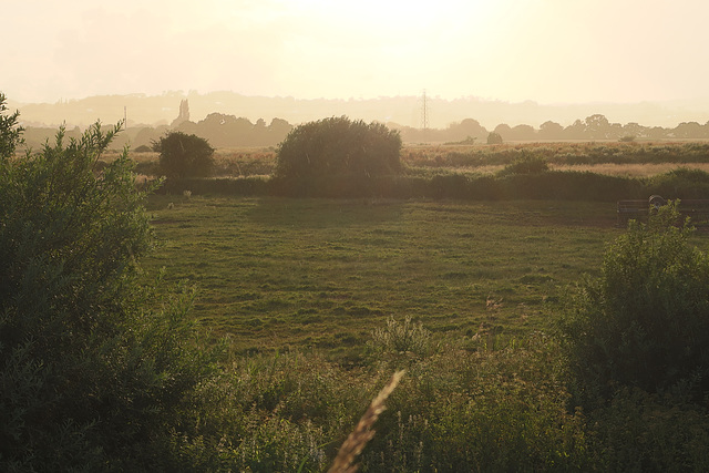 Powderham Marshes