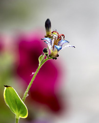 Tricyrtis