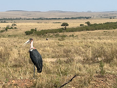 Marabou stork.