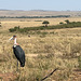 Marabou stork.