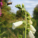 P6040068-crsq