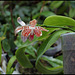Phalaenopsis sumatrana South Thailand (3)