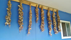 garlic harvest 2016