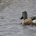 Northern Shoveler