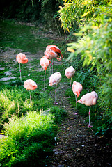 flamands rose