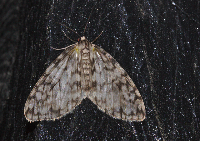 IMG_6672 Moth