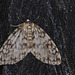 IMG_6672 Moth