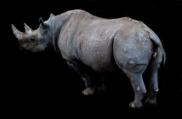 Rhino