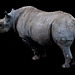 Rhino