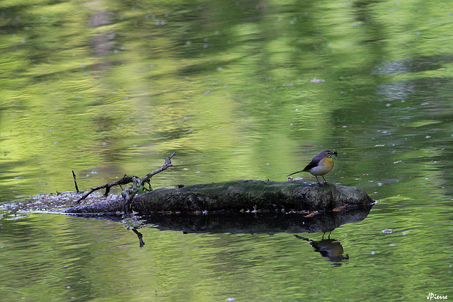 Bergeronnette des Ruisseaux