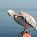 Namibia, Walvis Bay, Pelican Brushing Feathers