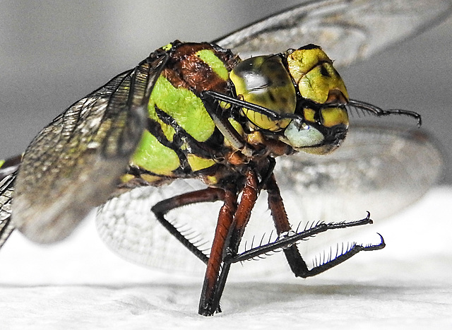 20220815 1584CPw [D~LIP] Blaugrüne Mosaikjungfer (Aeshna cyanea) [w], Bad Salzuflen