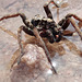 Wolf Spider