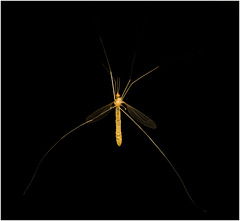 IMG 6527 Crane Fly