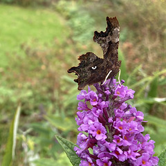 Comma Butterfly braving the cold today