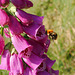P6040070-1