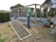 blueberry cage - work in progress