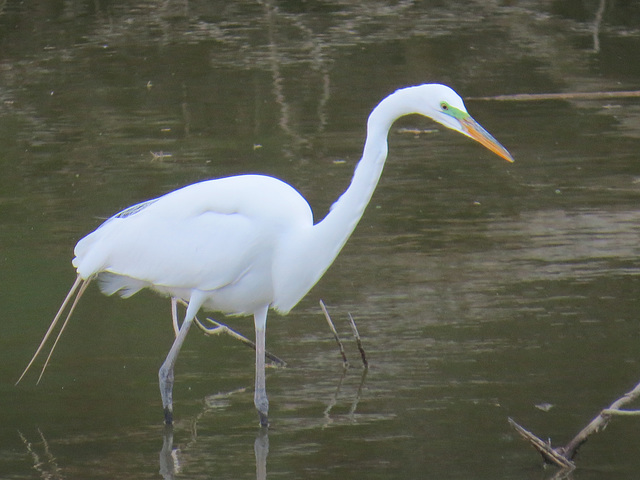 Great Egret