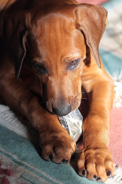 IMG 9357 RhodesianRidgebackPuppy dpp