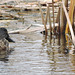 Northern Shoveler