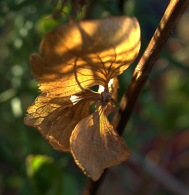 Hydrangea 3 Hydrangea 3