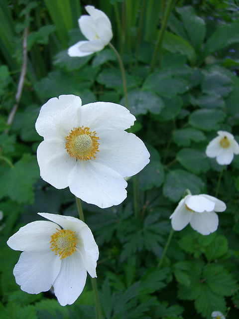 Anemone narcissiflora