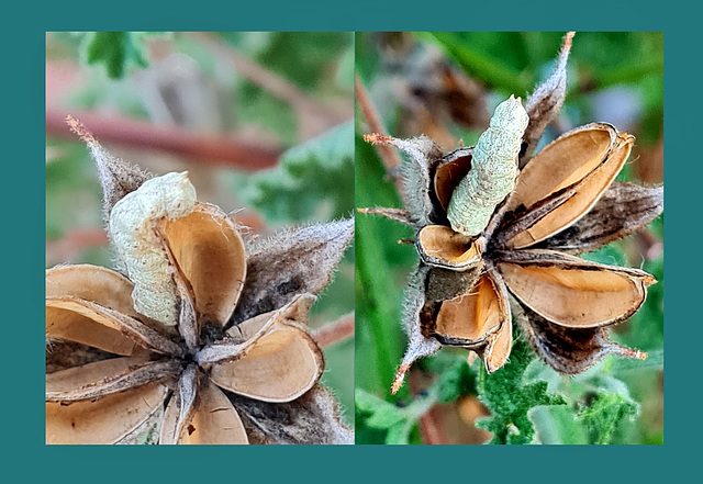 Two caterpillar views