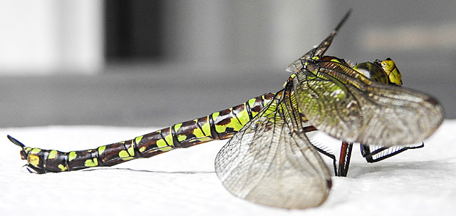 20220815 1585CPw [D~LIP] Blaugrüne Mosaikjungfer (Aeshna cyanea) [w], Bad Salzuflen