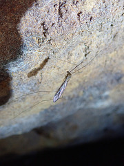 Fungus Gnat in mine-shaft near Montezuma Falls