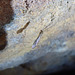 Fungus Gnat in mine-shaft near Montezuma Falls