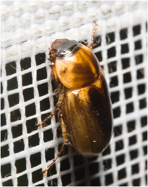 IMG 6538 Beetle