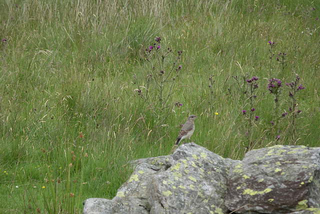 Juvenile Wheatear