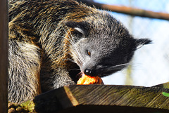 Binturong eating off his table!