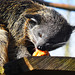 Binturong eating off his table!