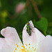 P6040011 - Thick-legged Flower Beetle (Oedemera nobilis)